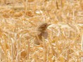 /album/some-overseas-trips/lesser-short-toed-lark-at-yatvata-israel-spring-2007-jpg/